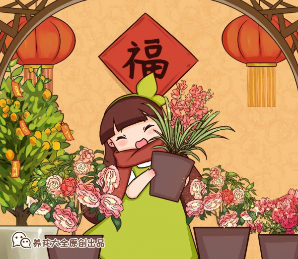 适合冬天养的花有哪些