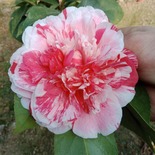 适合冬天养的花有哪些