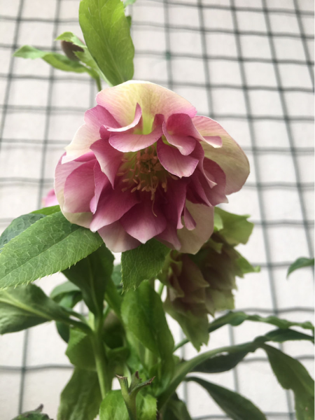 适合冬天养的花有哪些