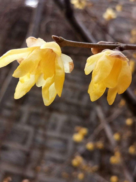 适合冬天养的花有哪些