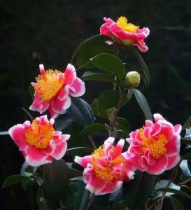 四季茶花叶片干枯怎么办 四季茶花枯叶原因及解决方法
