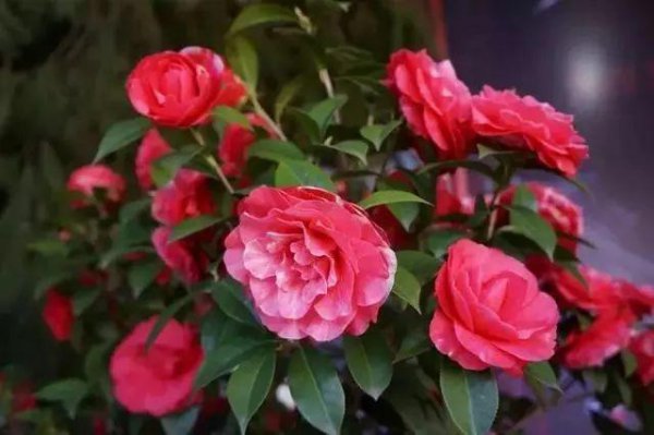 四季茶花叶片干枯怎么办