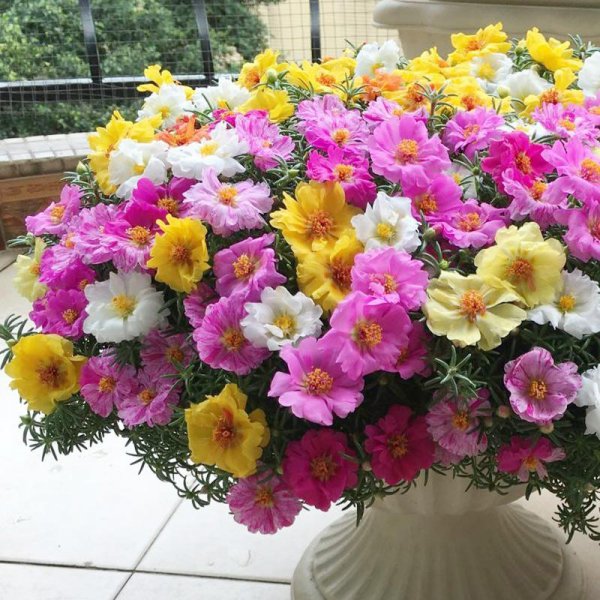 好养的小型花卉有哪些