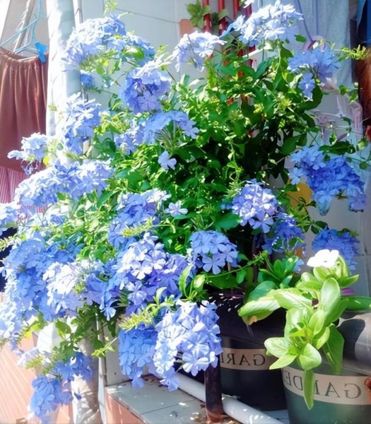 好养的小型花卉有哪些