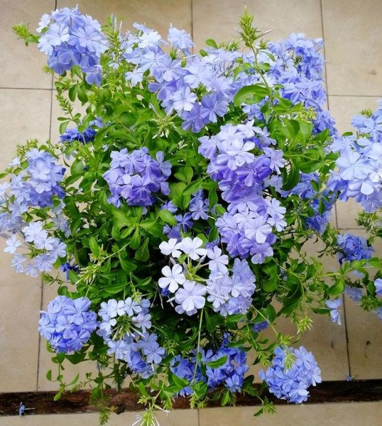 好养的小型花卉有哪些