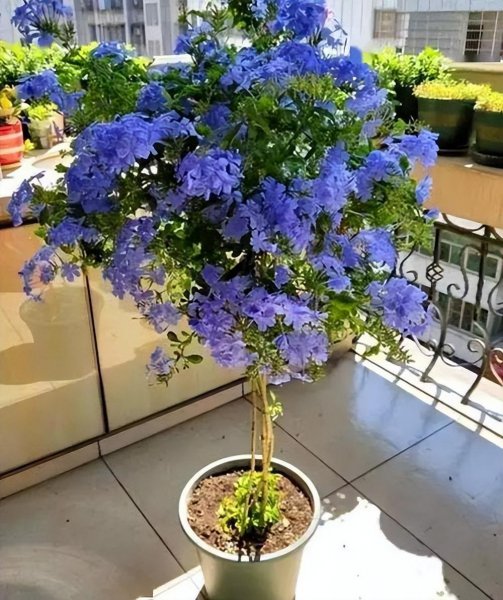 好养的小型花卉有哪些