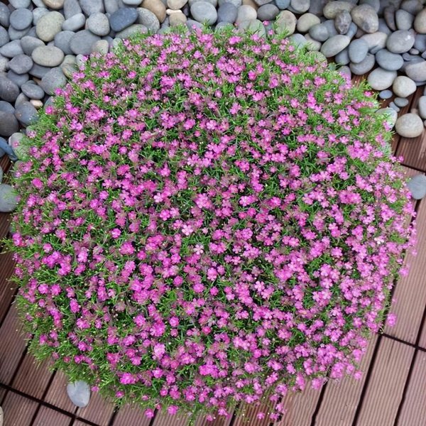 好养的小型花卉有哪些