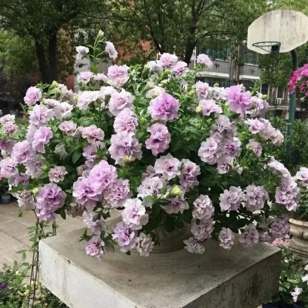 好养的小型花卉有哪些