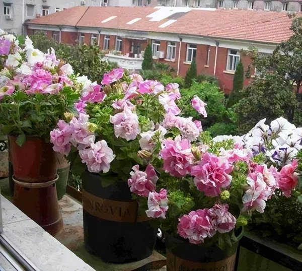 好养的小型花卉有哪些