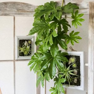 大叶绿植有哪些 盘点五种常见的大叶观赏绿植