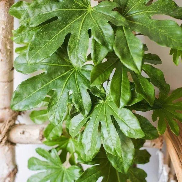 大叶绿植有哪些