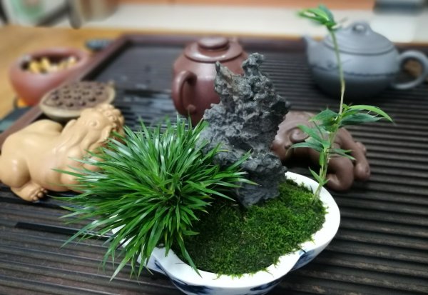 菖蒲怎么养才能更旺盛