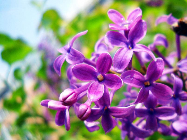 六月什么花开得最旺盛