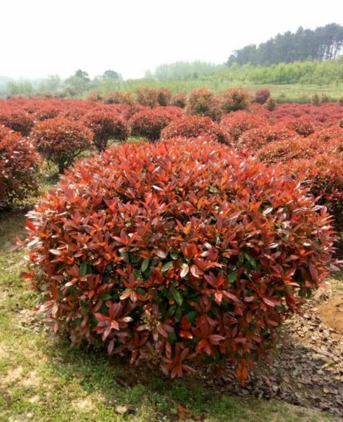 行道灌木有哪些树种