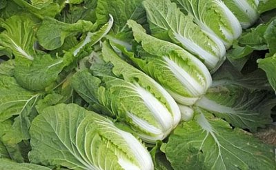 白菜是被子植物吗 探究白菜的分类归属
