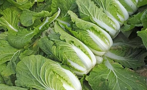 白菜是被子植物吗