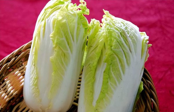 白菜是被子植物吗