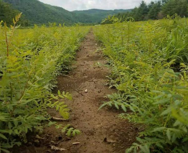 文冠果种子怎样育苗