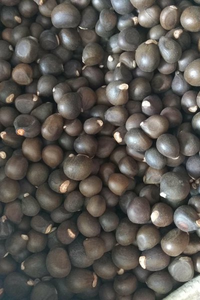 文冠果种子怎样育苗