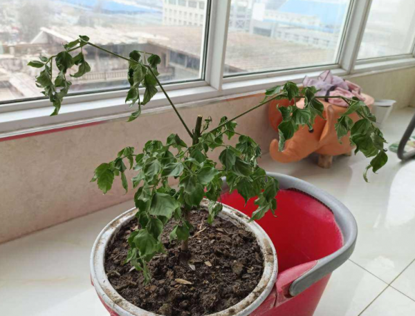 幸福树怎样护理