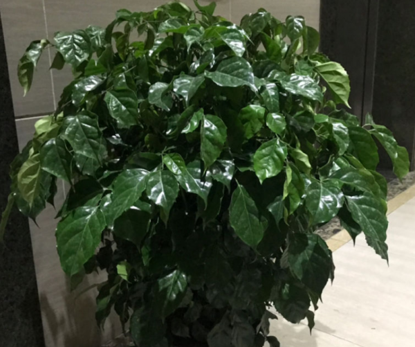 幸福树怎样护理