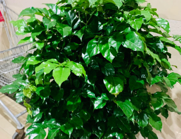 幸福树怎样护理