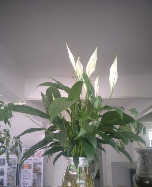 水生植物怎么养护