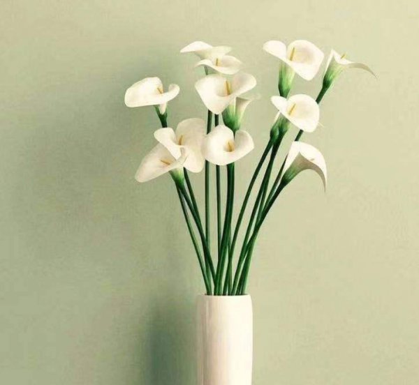 水生植物怎么养护