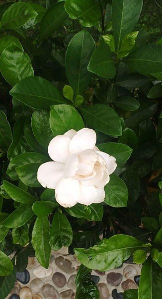 水生植物怎么养护