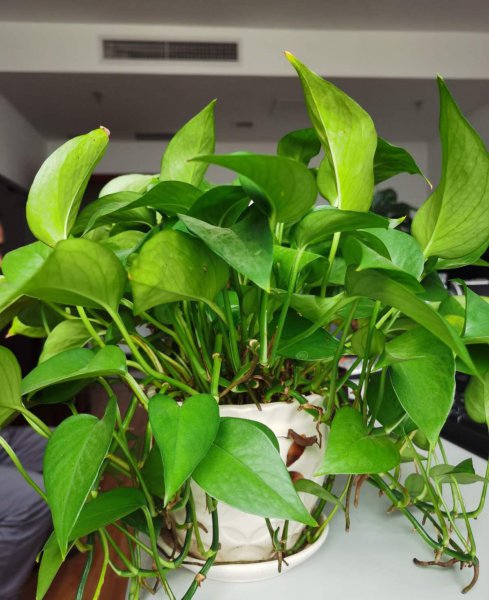 水生植物怎么养护