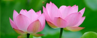 莲花怎么养 水缸里养莲花的正确方法
