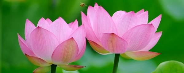 莲花怎么养