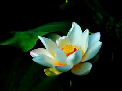 莲花怎么养
