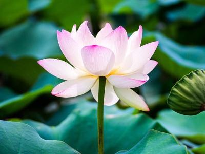 莲花怎么养