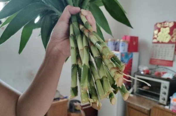 富贵竹水养多久能生根