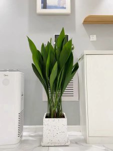 客厅摆什么植物好 客厅适合养的花卉植物推荐