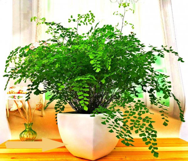 客厅摆什么植物好