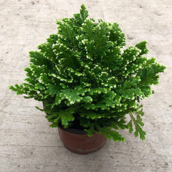 客厅摆什么植物好