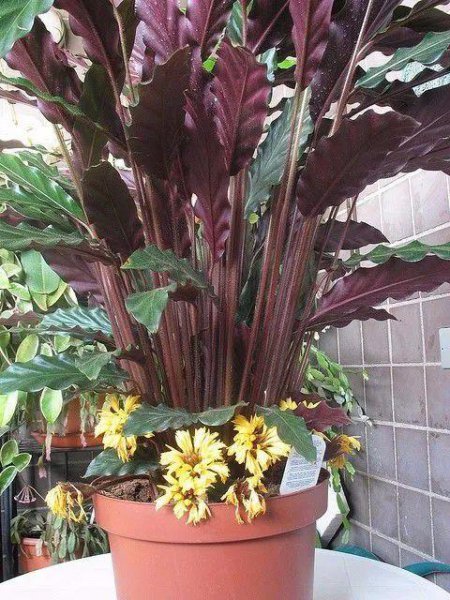 哪种竹芋好养活