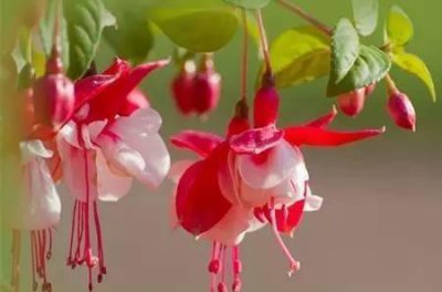 灯笼花夏天如何养护 倒挂金钟过夏天的绝招