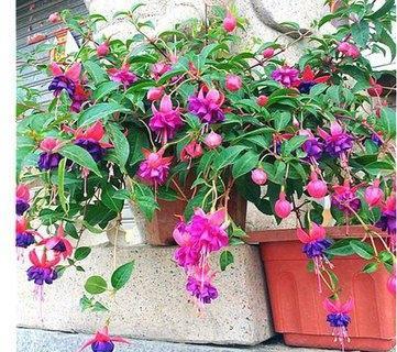 灯笼花夏天如何养护