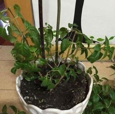 灯笼花夏天如何养护