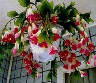 灯笼花夏天如何养护