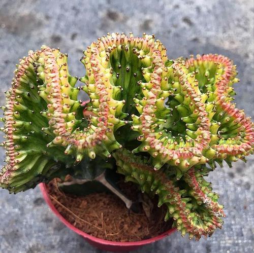 玉麒麟花怎么养长得快