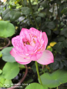 夏季有什么花开放 夏天八种最美的花介绍