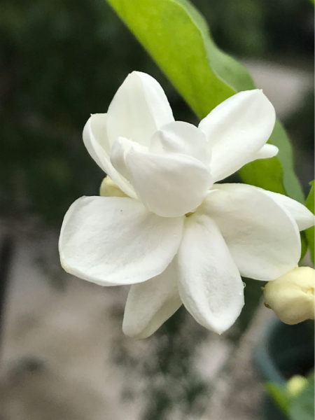夏季有什么花开放