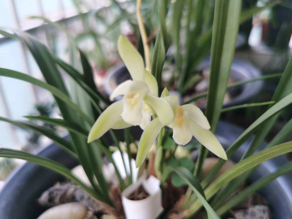 夏季有什么花开放