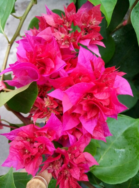 夏季有什么花开放