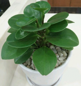 碧玉花豆瓣绿如何养 碧玉豆瓣绿的养护小妙招