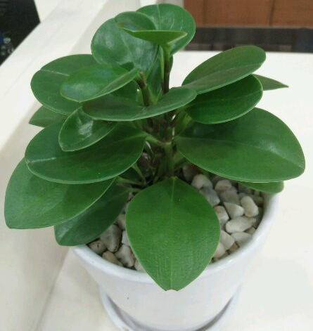 碧玉花豆瓣绿如何养